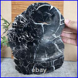 Top 267mm Natural Petrified Wood fossil Rough Slice Madagascar 2.96kg A3748