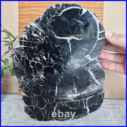 Top 267mm Natural Petrified Wood fossil Rough Slice Madagascar 2.96kg A3748