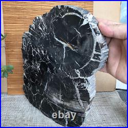 Top 267mm Natural Petrified Wood fossil Rough Slice Madagascar 2.96kg A3748