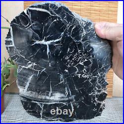 Top 267mm Natural Petrified Wood fossil Rough Slice Madagascar 2.96kg A3748