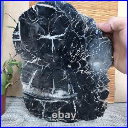 Top 267mm Natural Petrified Wood fossil Rough Slice Madagascar 2.96kg A3748