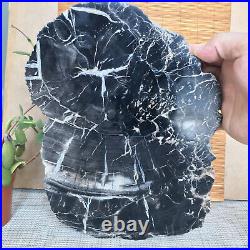 Top 267mm Natural Petrified Wood fossil Rough Slice Madagascar 2.96kg A3748