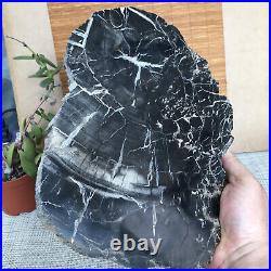 Top 267mm Natural Petrified Wood fossil Rough Slice Madagascar 2.96kg A3748