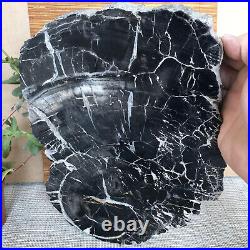 Top 267mm Natural Petrified Wood fossil Rough Slice Madagascar 2.96kg A3748
