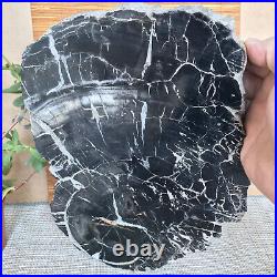 Top 267mm Natural Petrified Wood fossil Rough Slice Madagascar 2.96kg A3748