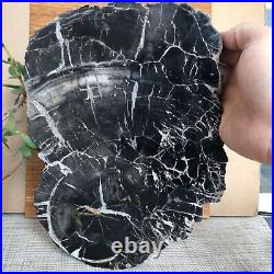Top 267mm Natural Petrified Wood fossil Rough Slice Madagascar 2.96kg A3748