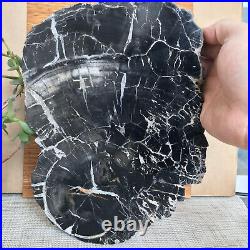 Top 267mm Natural Petrified Wood fossil Rough Slice Madagascar 2.96kg A3748