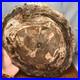 Top_320mm_Natural_Petrified_Wood_fossil_Rough_Slice_Madagascar_3_69kg_g7769_01_qdak