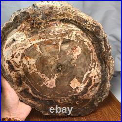 Top 320mm Natural Petrified Wood fossil Rough Slice Madagascar 3.69kg g7769 Top 320mm Natural Petrified Wood fossil Rough Slice Madagascar 3.69kg g7769