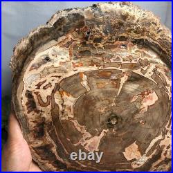 Top 320mm Natural Petrified Wood fossil Rough Slice Madagascar 3.69kg g7769 Top 320mm Natural Petrified Wood fossil Rough Slice Madagascar 3.69kg g7769