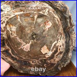Top 320mm Natural Petrified Wood fossil Rough Slice Madagascar 3.69kg g7769 Top 320mm Natural Petrified Wood fossil Rough Slice Madagascar 3.69kg g7769