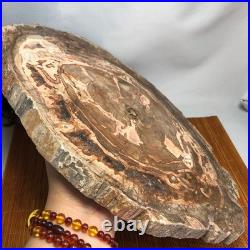 Top 320mm Natural Petrified Wood fossil Rough Slice Madagascar 3.69kg g7769 Top 320mm Natural Petrified Wood fossil Rough Slice Madagascar 3.69kg g7769