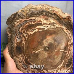 Top 320mm Natural Petrified Wood fossil Rough Slice Madagascar 3.69kg g7769 Top 320mm Natural Petrified Wood fossil Rough Slice Madagascar 3.69kg g7769