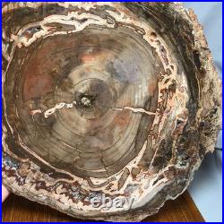 Top 320mm Natural Petrified Wood fossil Rough Slice Madagascar 3.69kg g7769 Top 320mm Natural Petrified Wood fossil Rough Slice Madagascar 3.69kg g7769