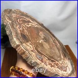 Top 320mm Natural Petrified Wood fossil Rough Slice Madagascar 3.69kg g7769 Top 320mm Natural Petrified Wood fossil Rough Slice Madagascar 3.69kg g7769