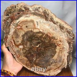 Top 330mm Natural Petrified Wood fossil Rough Slice Madagascar 2.8kg g7770