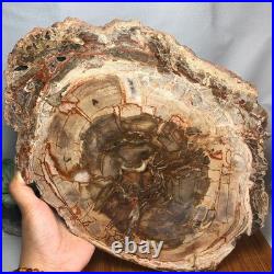 Top 330mm Natural Petrified Wood fossil Rough Slice Madagascar 2.8kg g7770