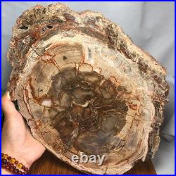 Top 330mm Natural Petrified Wood fossil Rough Slice Madagascar 2.8kg g7770