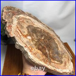 Top 330mm Natural Petrified Wood fossil Rough Slice Madagascar 2.8kg g7770