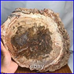 Top 330mm Natural Petrified Wood fossil Rough Slice Madagascar 2.8kg g7770
