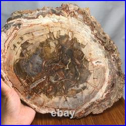 Top 330mm Natural Petrified Wood fossil Rough Slice Madagascar 2.8kg g7770