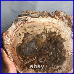 Top 330mm Natural Petrified Wood fossil Rough Slice Madagascar 2.8kg g7770