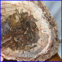 Top 330mm Natural Petrified Wood fossil Rough Slice Madagascar 2.8kg g7770