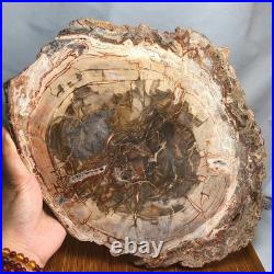 Top 330mm Natural Petrified Wood fossil Rough Slice Madagascar 2.8kg g7770