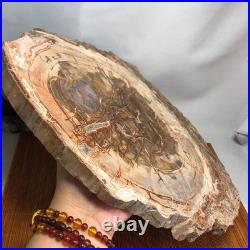 Top 330mm Natural Petrified Wood fossil Rough Slice Madagascar 2.8kg g7770