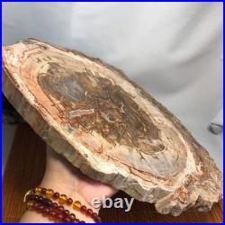 Top 330mm Natural Petrified Wood fossil Rough Slice Madagascar 2.8kg g7770