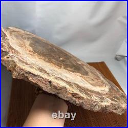 Top 330mm Natural Petrified Wood fossil Rough Slice Madagascar 2.8kg g7770