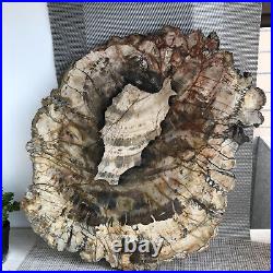 Top 395MM Natural Petrified Wood fossil Rough Slice Madagascar 4.53kg A4713