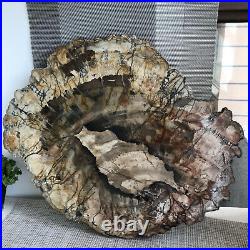 Top 395MM Natural Petrified Wood fossil Rough Slice Madagascar 4.53kg A4713