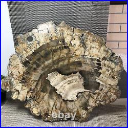 Top 74MM Natural Petrified Wood fossil Rough Slice Madagascar 4.13kg A4711