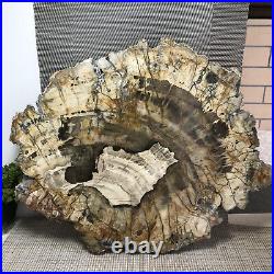 Top 74MM Natural Petrified Wood fossil Rough Slice Madagascar 4.13kg A4711