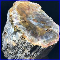 Top Natural Petrified Wood Fossil Crystal Polished Slice Madagascar 2113g A11859