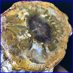 Top Natural Petrified Wood Fossil Crystal Polished Slice Madagascar 2245g A11130