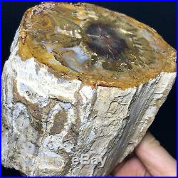 Top Natural Petrified Wood Fossil Crystal Polished Slice Madagascar 2245g A11130