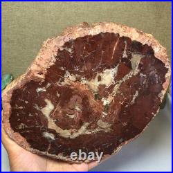 Top Natural pretty Petrified Wood fossil Rough Slice Madagascar 1.32kg g7685 Top Natural pretty Petrified Wood fossil Rough Slice Madagascar 1.32kg g7685