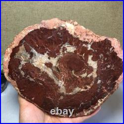 Top Natural pretty Petrified Wood fossil Rough Slice Madagascar 1.32kg g7685 Top Natural pretty Petrified Wood fossil Rough Slice Madagascar 1.32kg g7685