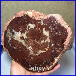 Top Natural pretty Petrified Wood fossil Rough Slice Madagascar 1.32kg g7685 Top Natural pretty Petrified Wood fossil Rough Slice Madagascar 1.32kg g7685