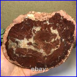 Top Natural pretty Petrified Wood fossil Rough Slice Madagascar 1.32kg g7685 Top Natural pretty Petrified Wood fossil Rough Slice Madagascar 1.32kg g7685