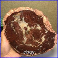 Top Natural pretty Petrified Wood fossil Rough Slice Madagascar 1.32kg g7685 Top Natural pretty Petrified Wood fossil Rough Slice Madagascar 1.32kg g7685