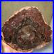 Top_Natural_pretty_Petrified_Wood_fossil_Rough_Slice_Madagascar_1_58kg_g7689_01_dbx
