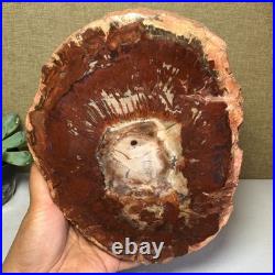 Top Natural pretty Petrified Wood fossil Rough Slice Madagascar 1.59kg g7684 Top Natural pretty Petrified Wood fossil Rough Slice Madagascar 1.59kg g7684