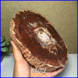 Top Natural pretty Petrified Wood fossil Rough Slice Madagascar 1.59kg g7684 Top Natural pretty Petrified Wood fossil Rough Slice Madagascar 1.59kg g7684