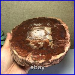 Top Natural pretty Petrified Wood fossil Rough Slice Madagascar 1.59kg g7684 Top Natural pretty Petrified Wood fossil Rough Slice Madagascar 1.59kg g7684