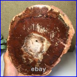 Top Natural pretty Petrified Wood fossil Rough Slice Madagascar 1.59kg g7684 Top Natural pretty Petrified Wood fossil Rough Slice Madagascar 1.59kg g7684