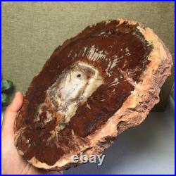 Top Natural pretty Petrified Wood fossil Rough Slice Madagascar 1.59kg g7684 Top Natural pretty Petrified Wood fossil Rough Slice Madagascar 1.59kg g7684