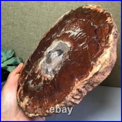 Top Natural pretty Petrified Wood fossil Rough Slice Madagascar 1.59kg g7684 Top Natural pretty Petrified Wood fossil Rough Slice Madagascar 1.59kg g7684